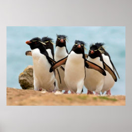 Rockhopper Penguins Poster från 8,99