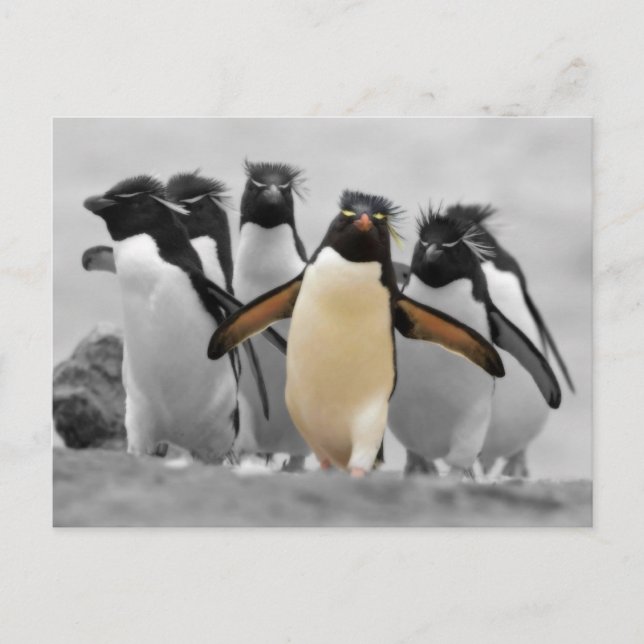 Rockhopper Penguins Vykort (Framsida)