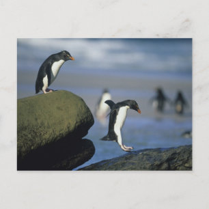 Rockhopper pingvin-, Eudypteschrysocome), Vykort