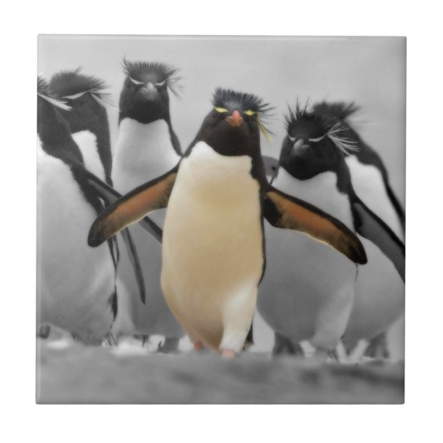 Rockhopper pingvin kakelplatta (Framsidan)