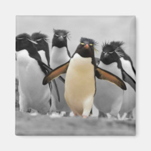 Rockhopper pingvin magnet
