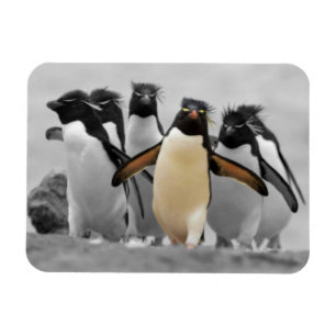 Rockhopper pingvin magnet