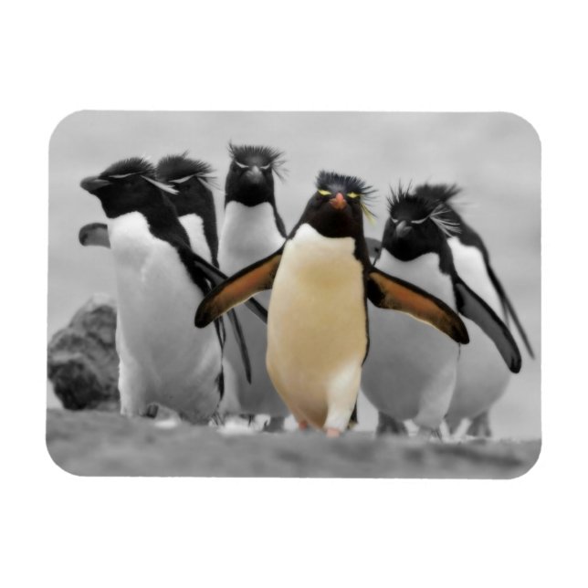 Rockhopper pingvin magnet (Horisontell)