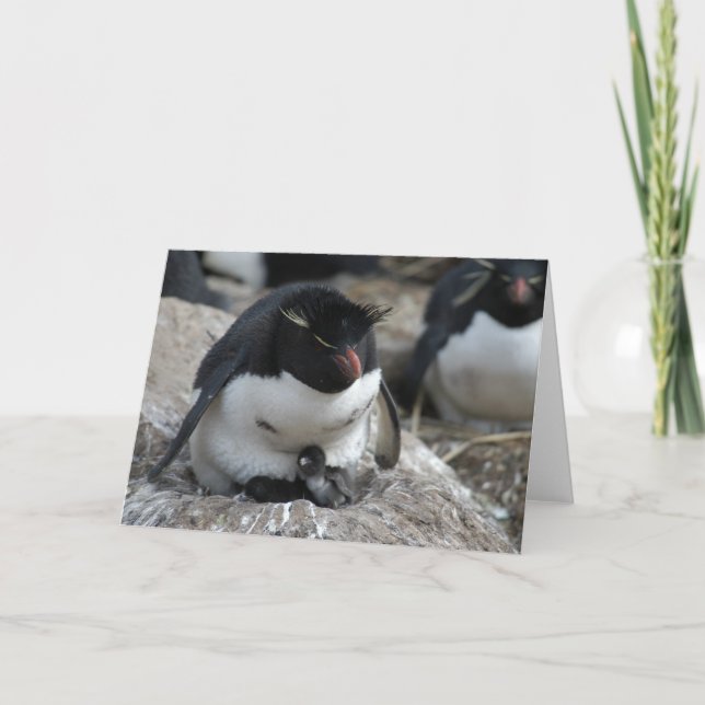Rockhopper pingvin med chickar kort (Framsida)