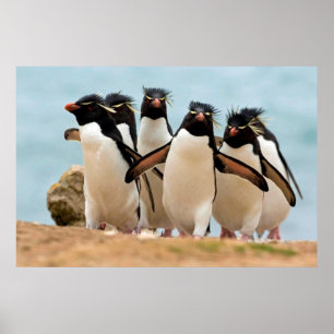 Rockhopper pingvinaffisch från 8,99 poster