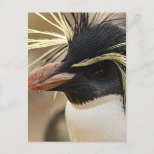 Rockhopper pingvinvykort vykort