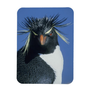 Rockhopperpingvin (Eudyptes chrysocome) Magnet