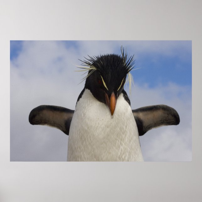 Rockhopperpingvin Eudyptes chrysocome Poster (Framsidan)