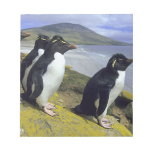 Rockhopperpingviner, (Eudyptes chrysocome), Anteckningsblock