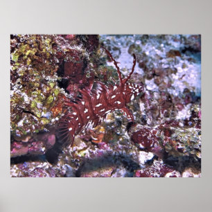 Rockmover Wrasse Poster