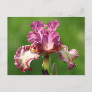 "Rockstjärna" Iris-fotografi Vykort