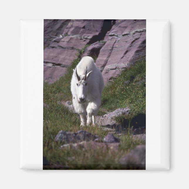 Rocky bergsget magnet (Framsidan)