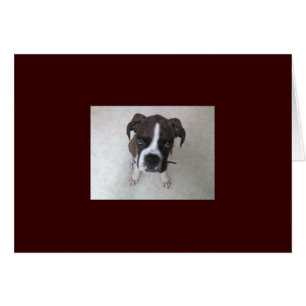 Rocky - Boxer Puppy OBS Kort
