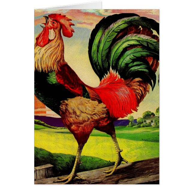 Rocky, Handsome Tupp Hälsningskort (Framsidan)