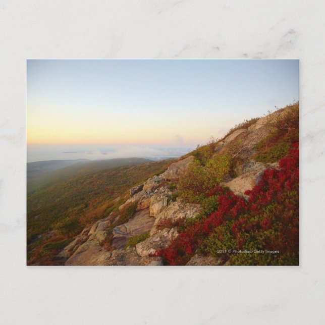Rocky Hillside, Red Flowers, Acadia National Park Vykort (Framsida)