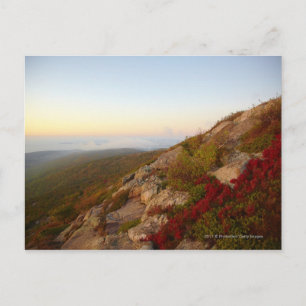 Rocky Hillside, Red Flowers, Acadia National Park Vykort