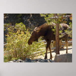 Rocky Mountain Älg Poster