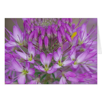 Rocky Mountain Bee Plant Hälsningskort