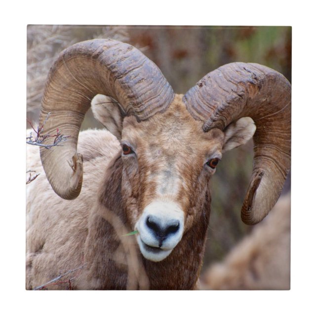 Rocky Mountain Bighorn Sheep Kakelplatta (Framsidan)