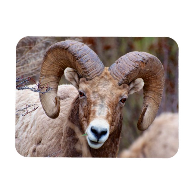 Rocky Mountain Bighorn Sheep Magnet (Horisontell)