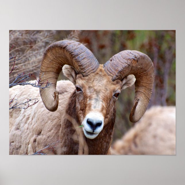 Rocky Mountain Bighorn Sheep Poster (Framsidan)