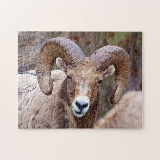 Rocky Mountain Bighorn Sheep Pussel (Horisontell)