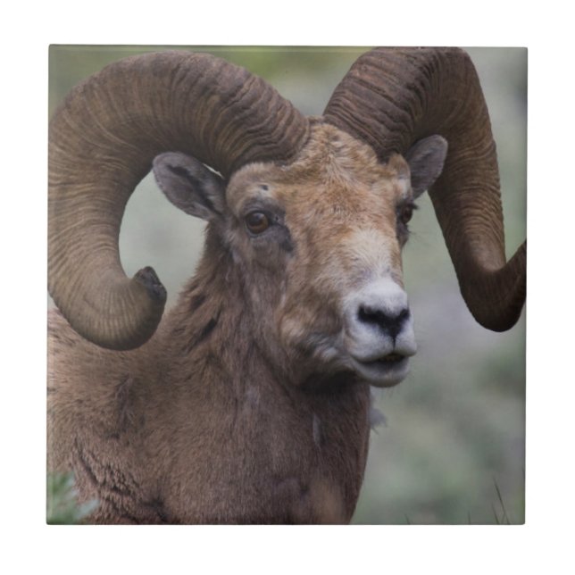 Rocky Mountain Bighorn Sheep Ram Kakelplatta (Framsidan)