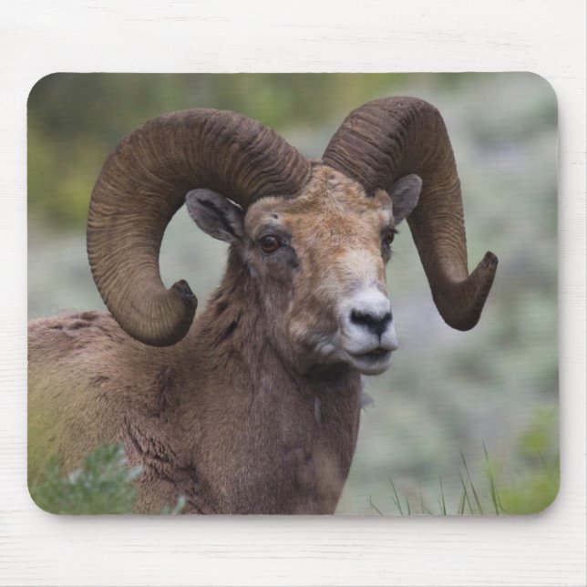 Rocky Mountain Bighorn Sheep Ram Musmatta (Framsidan)