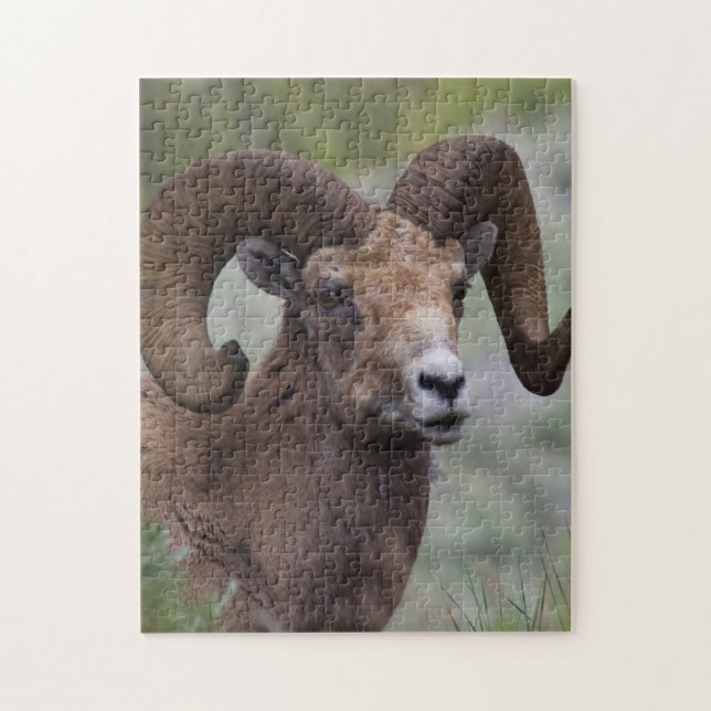 Rocky Mountain Bighorn Sheep Ram Pussel (Vertikal)