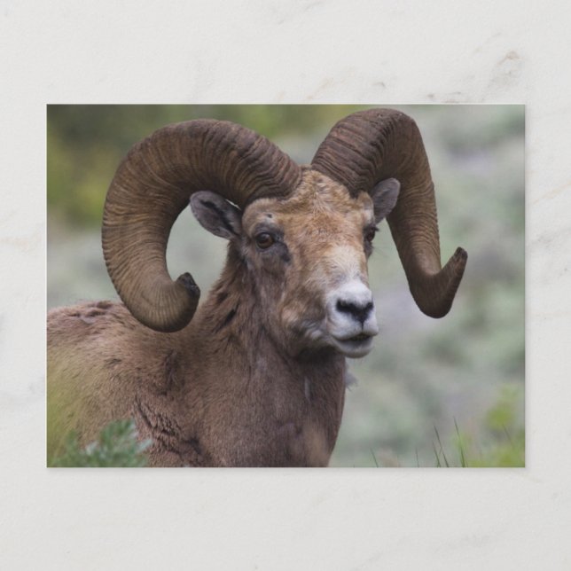 Rocky Mountain Bighorn Sheep Ram Vykort (Framsida)