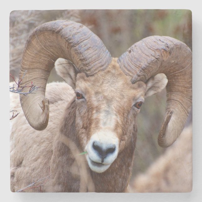 Rocky Mountain Bighorn Sheep Underlägg Sten (Framsidan)