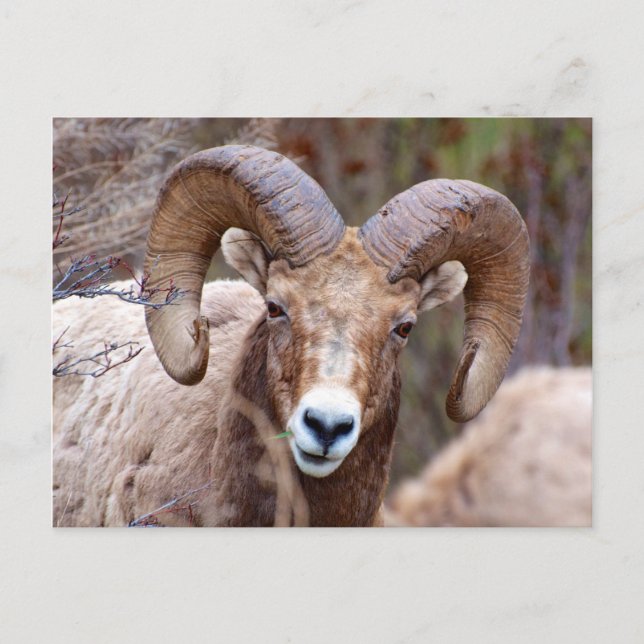 Rocky Mountain Bighorn Sheep Vykort (Framsida)