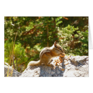 Rocky Mountain Chipmunk Hälsningskort