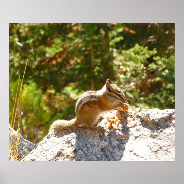 Rocky Mountain Chipmunk Poster (Framsidan)