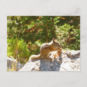 Rocky Mountain Chipmunk Vykort
