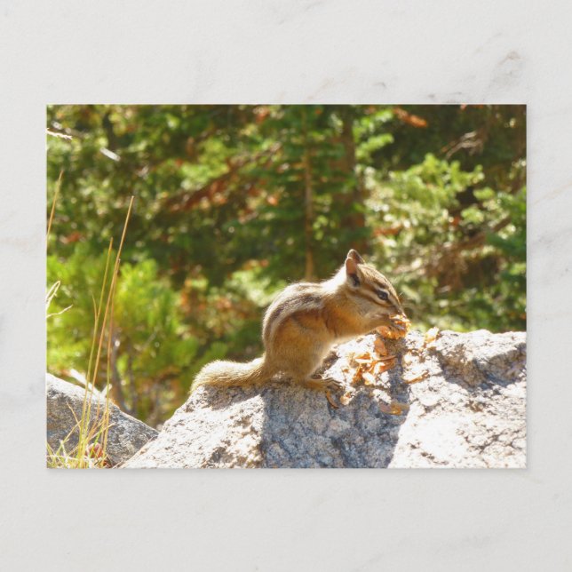 Rocky Mountain Chipmunk Vykort (Framsida)