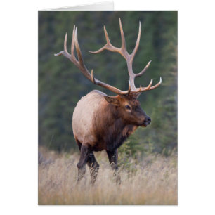 Rocky Mountain Elk Hälsningskort