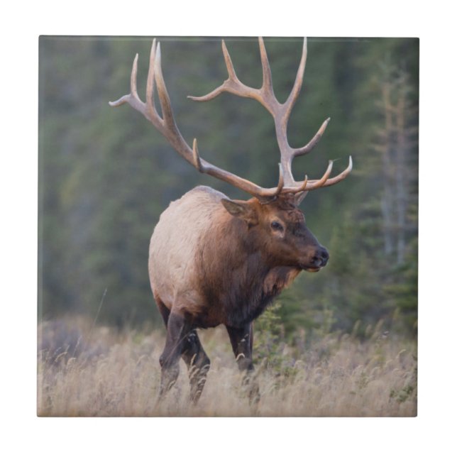 Rocky Mountain Elk Kakelplatta (Framsidan)