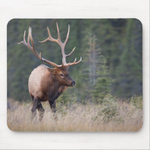 Rocky Mountain Elk Musmatta