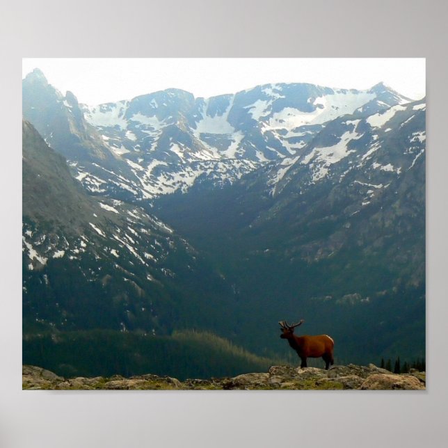 Rocky Mountain Elk Poster (Framsidan)