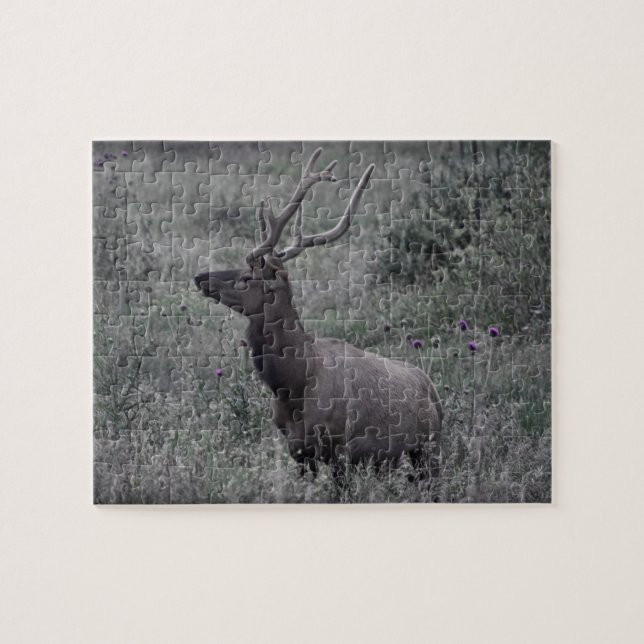 Rocky Mountain Elk - RMNP - 8x10 - 110 pc Pussel (Horisontell)