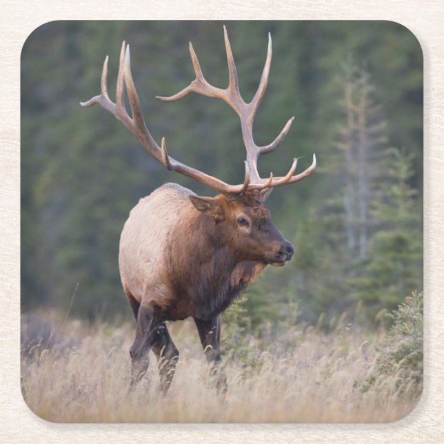 Rocky Mountain Elk Underlägg Papper Kvadrat (Framsidan)