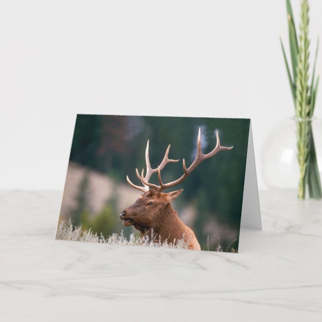 Rocky Mountain Elk Yellowstone National Park Kort (Framsida)