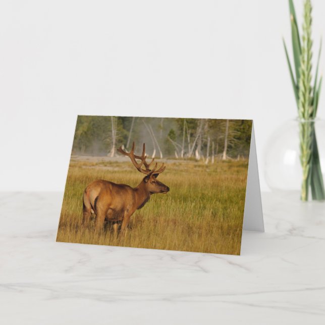 Rocky Mountain Elk | Yellowstone National Park Kort (Framsida)
