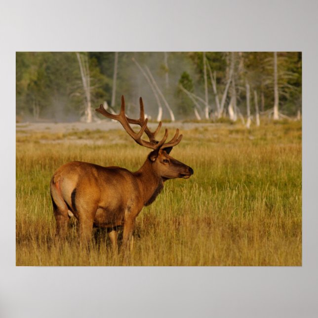 Rocky Mountain Elk | Yellowstone National Park Poster (Framsidan)