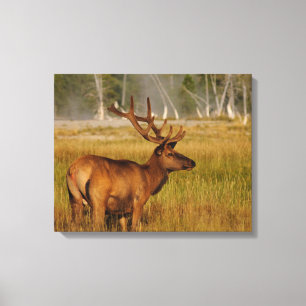 Rocky Mountain Elk Yellowstone nationalpark Canvastryck