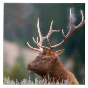 Rocky Mountain Elk Yellowstone nationalpark Kakelplatta