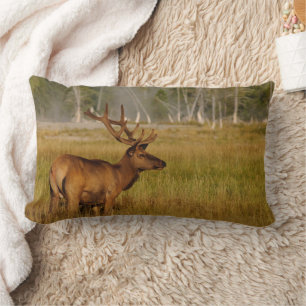 Rocky Mountain Elk Yellowstone nationalpark Lumbarkudde