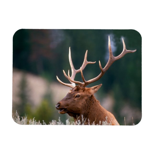 Rocky Mountain Elk Yellowstone nationalpark Magnet (Horisontell)