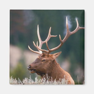 Rocky Mountain Elk Yellowstone nationalpark Magnet